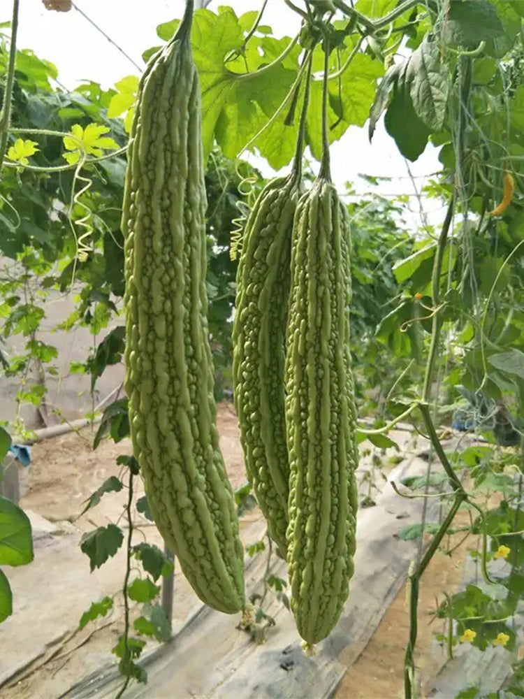 'Lvjinlong' Bitter Melon