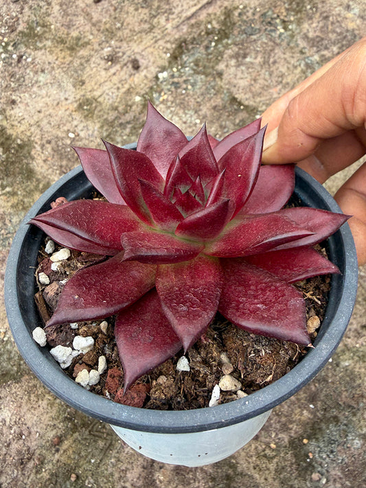 Echeveria cv. 'Robin'