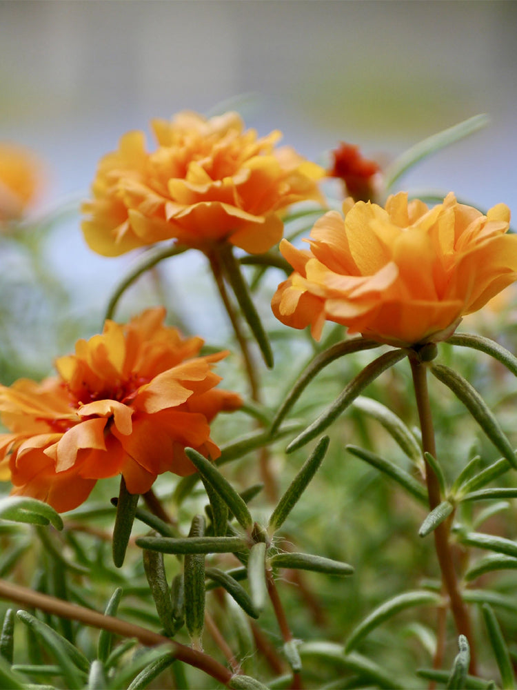 Hezhichun Orange Moss-Rose Purslane