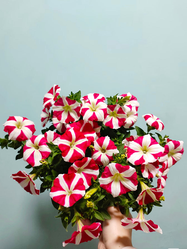 Red Star Hybrid Petunia