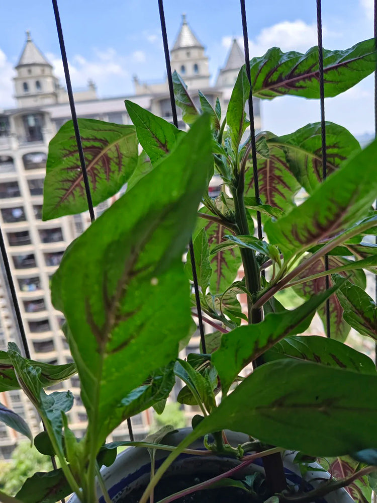 Willow-Leaf Red Amaranth