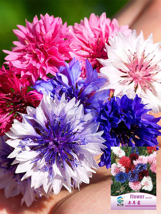 Hezhichun Mixed Color Cornflower