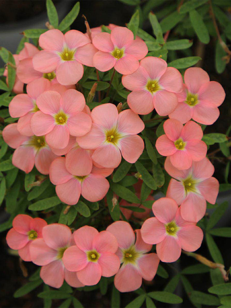 Oxalis 'Grapefruit Long Female'
