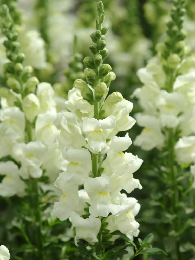 Madame Butterfly White Snapdragon