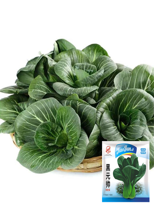 'Black Marshal' Bok Choy