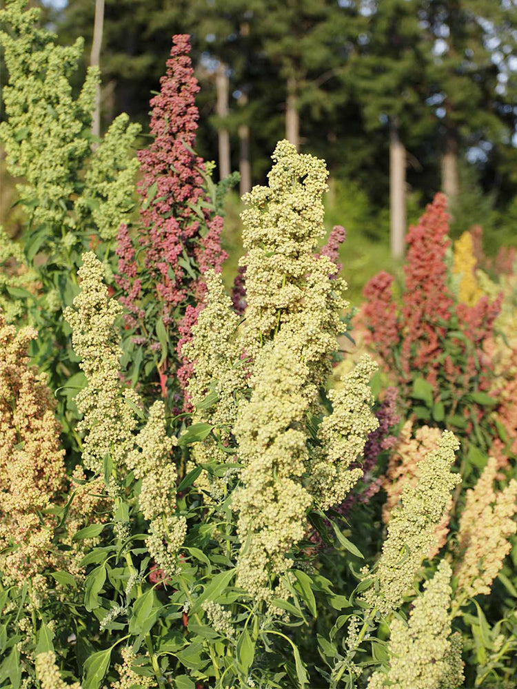 Tri-Color Quinoa