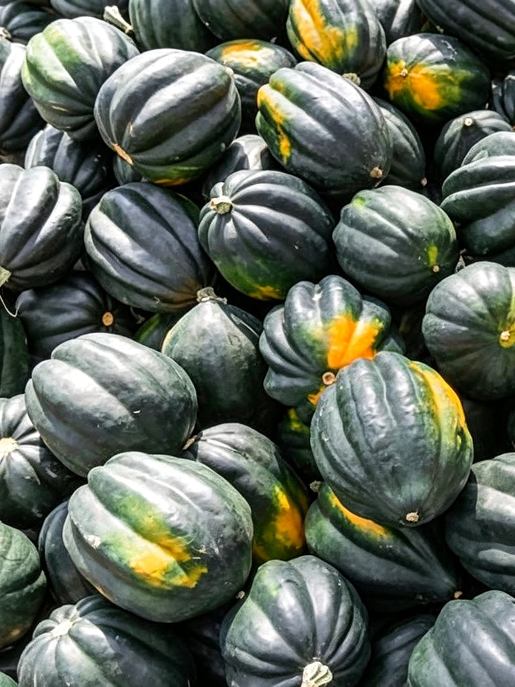 Acorn Squash