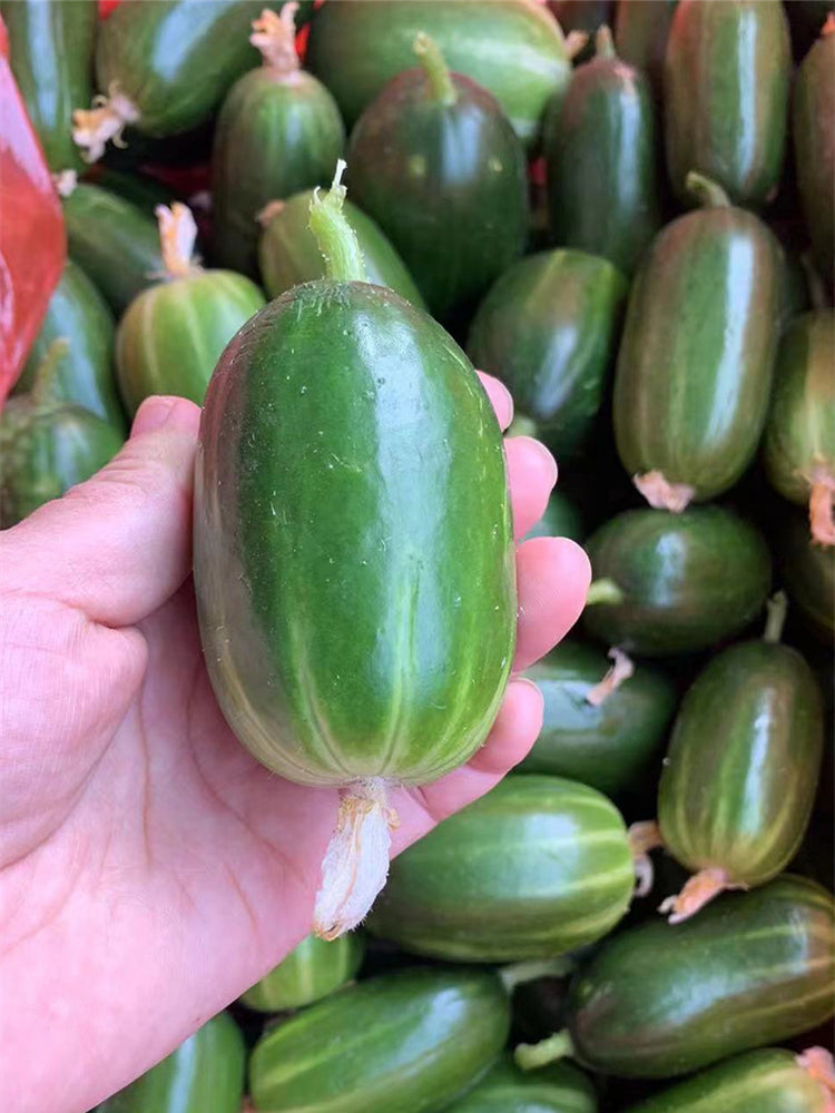 'Golden Boy' Cucumber F1