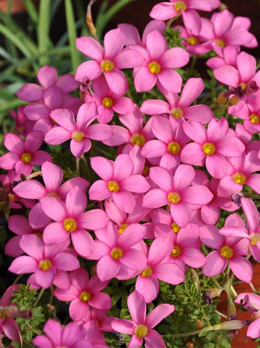 Oxalis hirta Series Bulb - 'Peach'