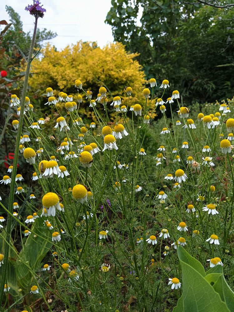 Oxeye Daisy