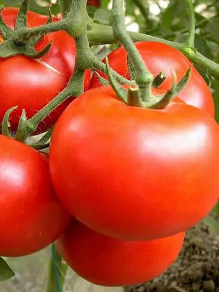 Venice F1-199 Tomato
