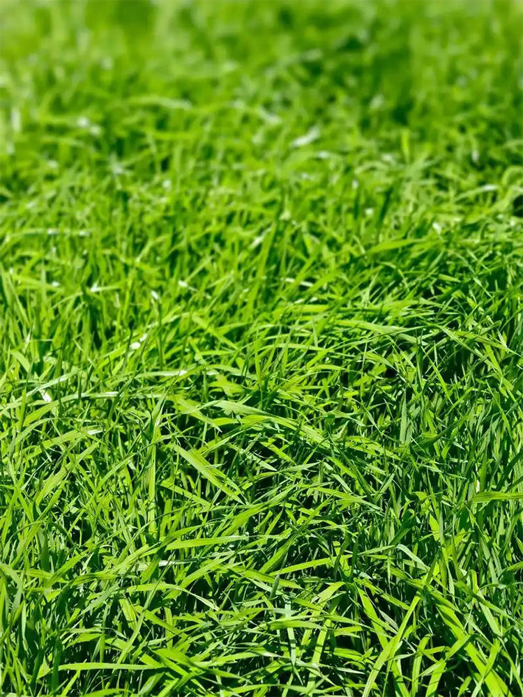 Green Joy Perennial Ryegrass