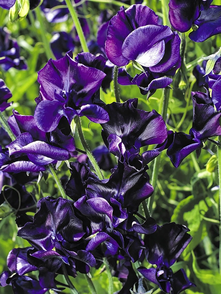Royal Navy Blue Sweet Pea