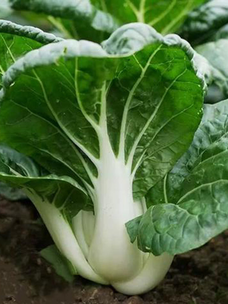 Dwarf Black-leaf Pak Choi