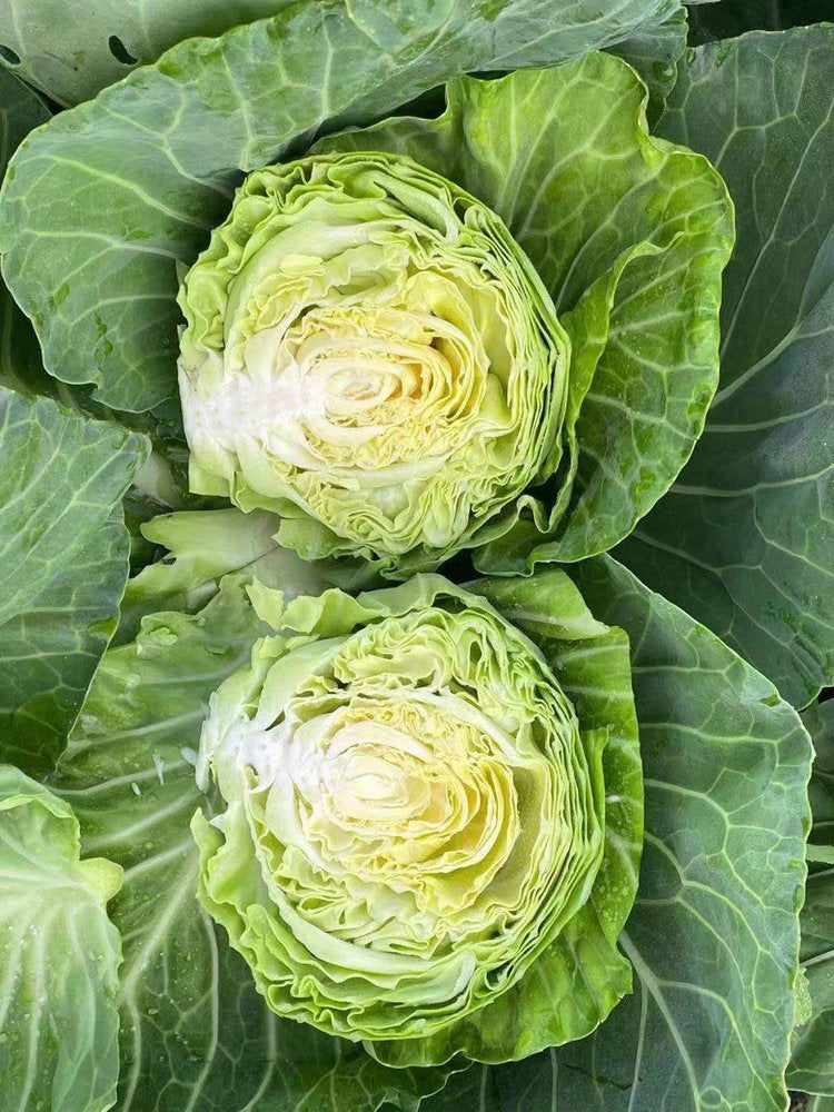 'Xingyou' Fruit Cabbage