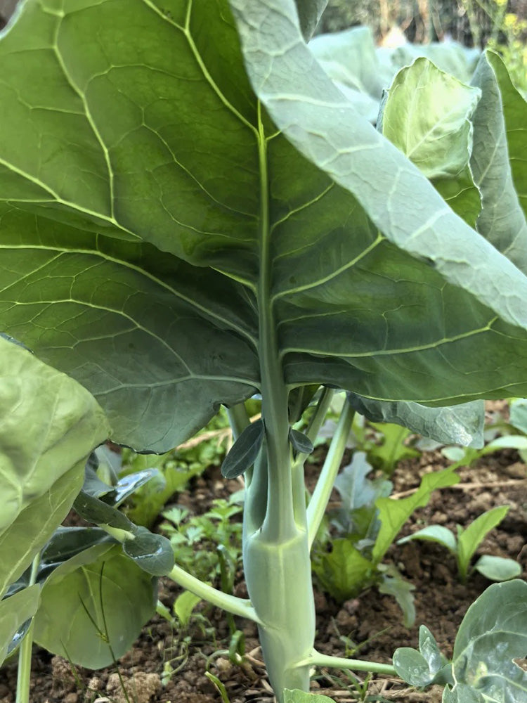 'Jiemei Improved Xianggu' Chinese Kale