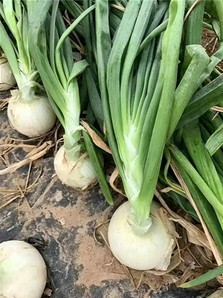 White Bulb Onion