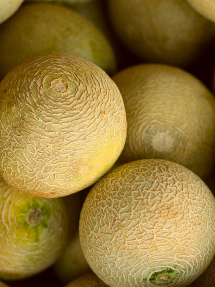 Super Early Honey Melon