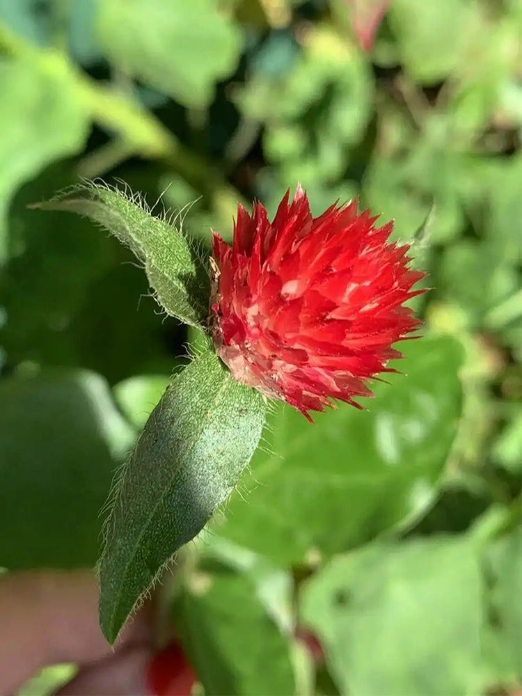 Hezhichun Globe Amaranth