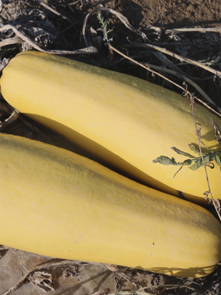 Seed-used Zucchini
