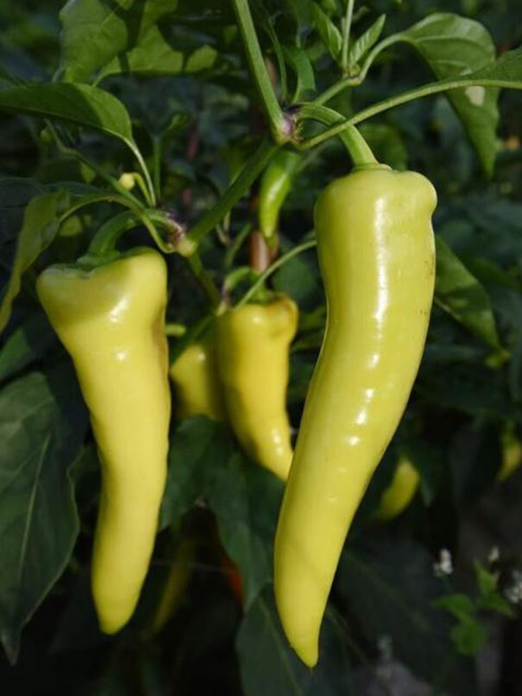 Baifeicui Pepper