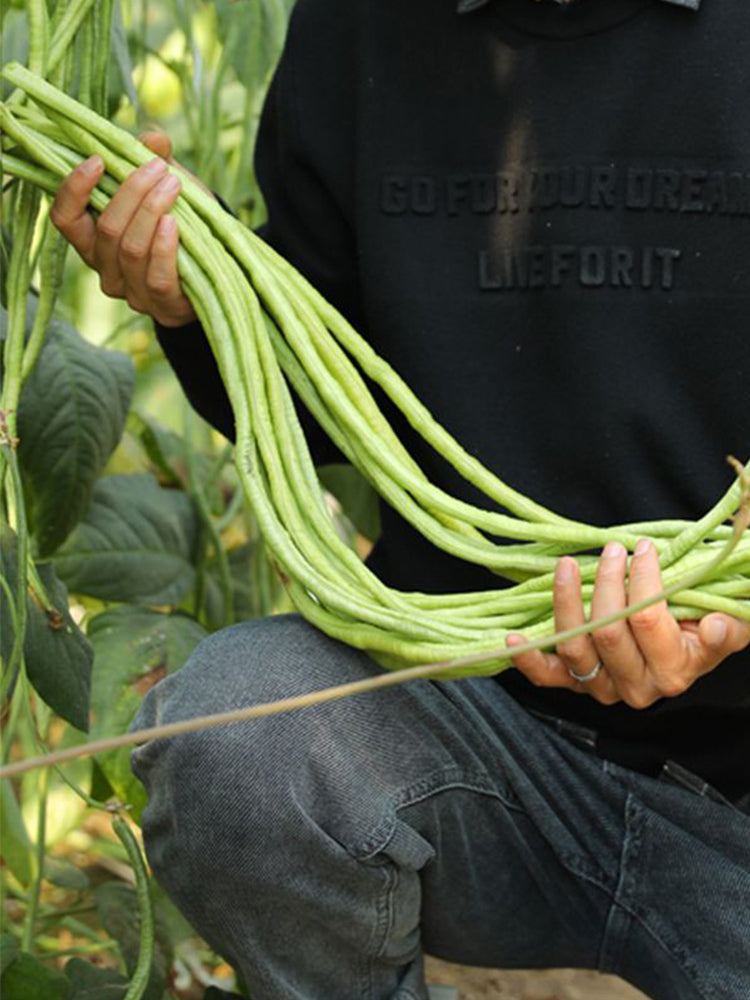 Yapajia 28-2 Yardlong Beans