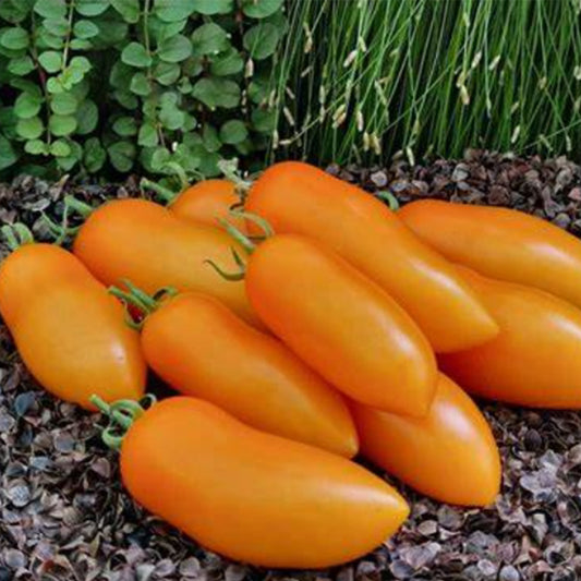709 Fairy Gold Tomato