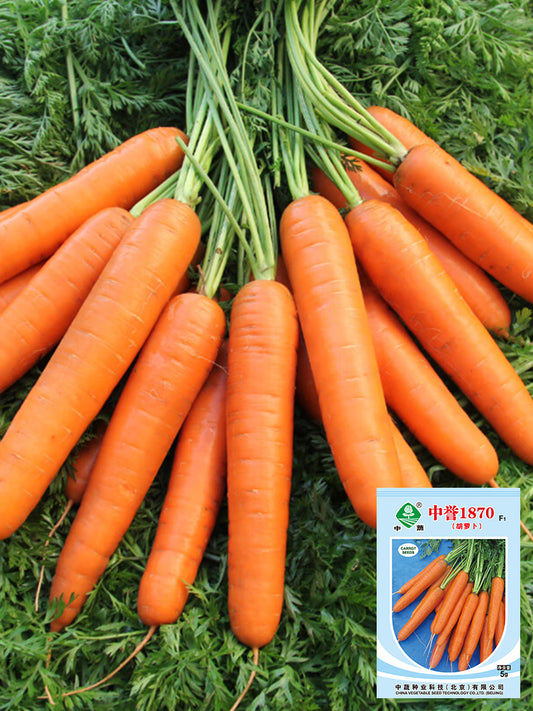 'Zhongyu 1870 F1' Carrot