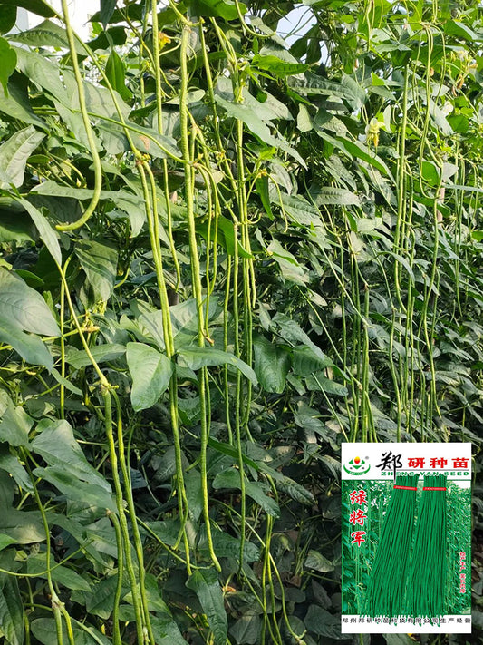 Green General Yardlong Bean