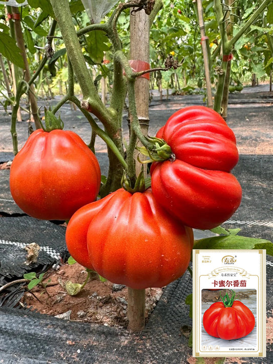 Camille Tomato