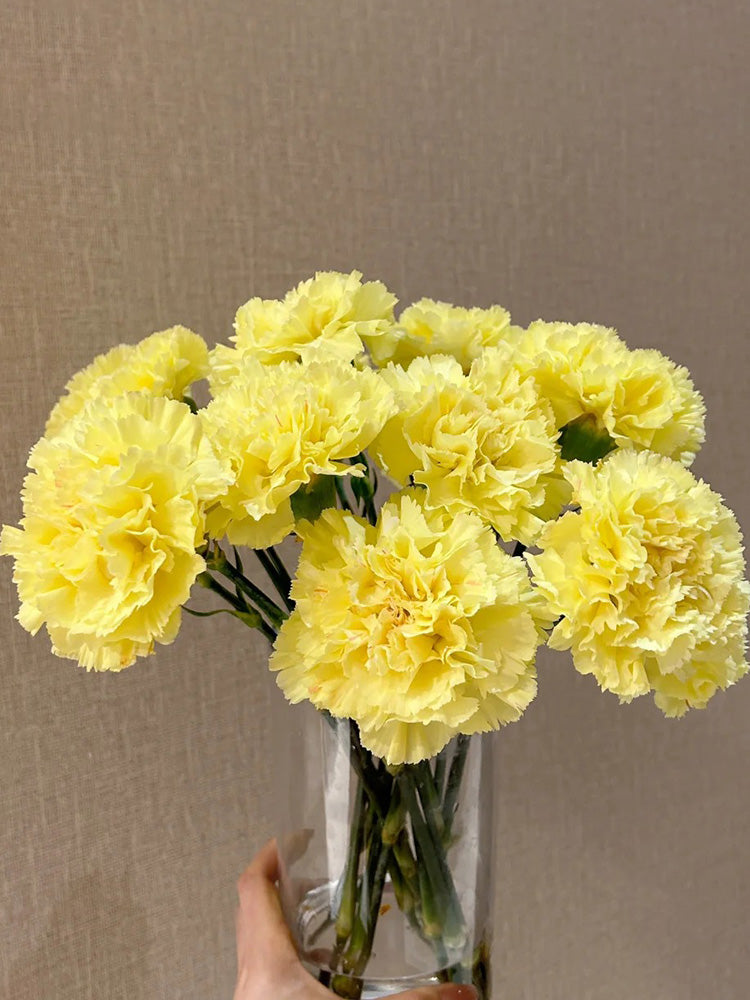 Yellow Carnation