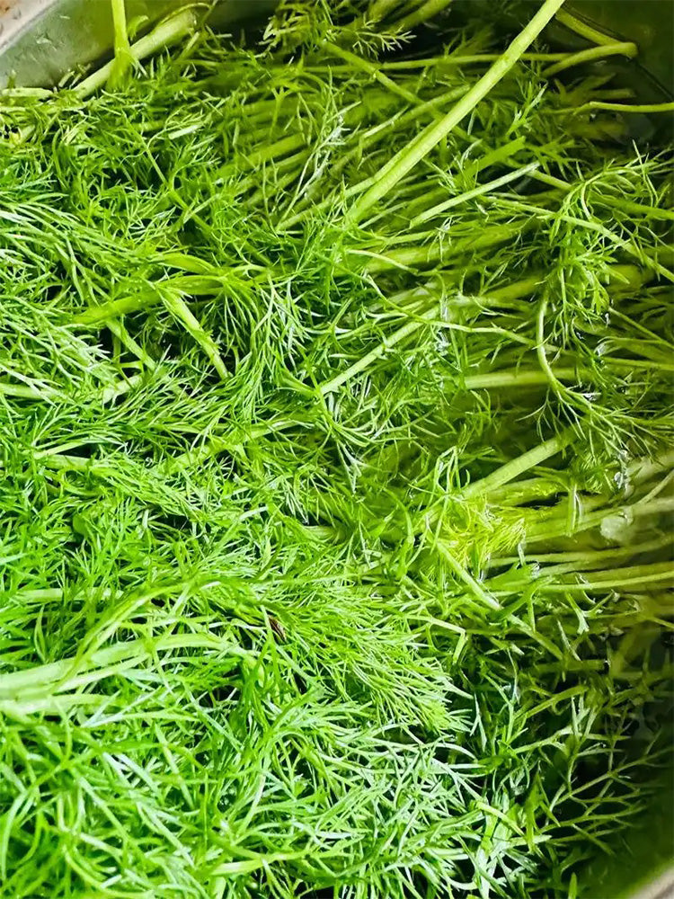 Multi-Harvest Fennel