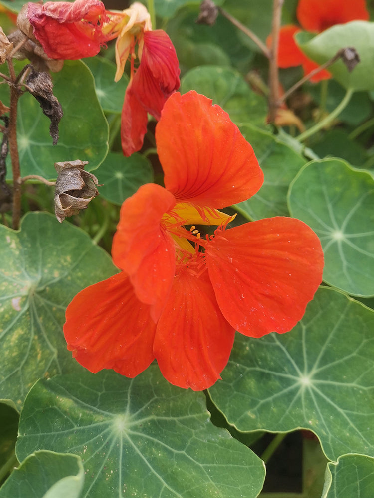 Hezhichun Red Nasturtium