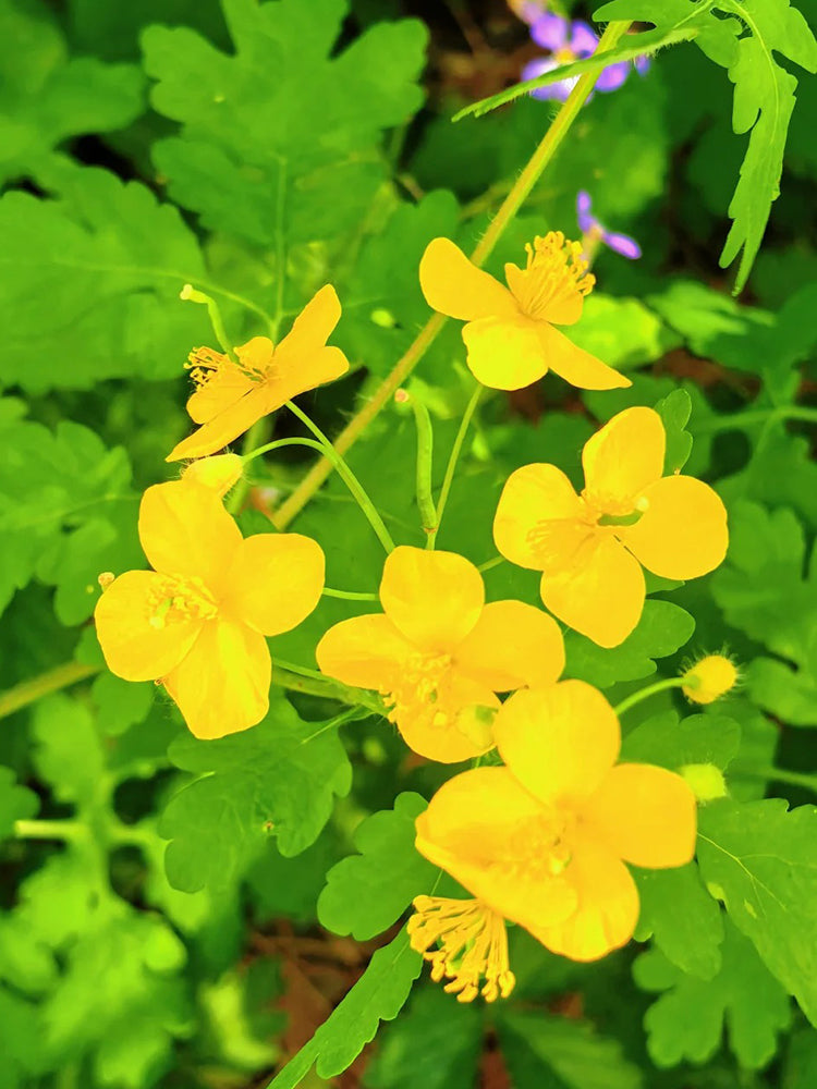 Greater Celandine