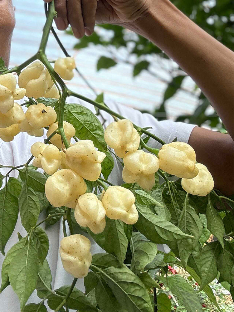 White Habanero Pepper