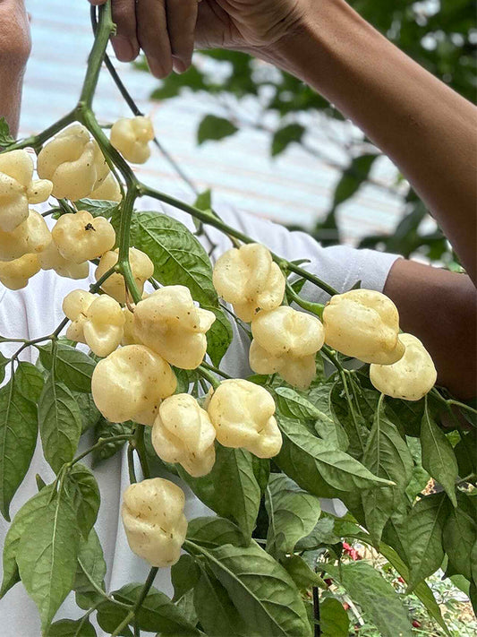 White Habanero Pepper