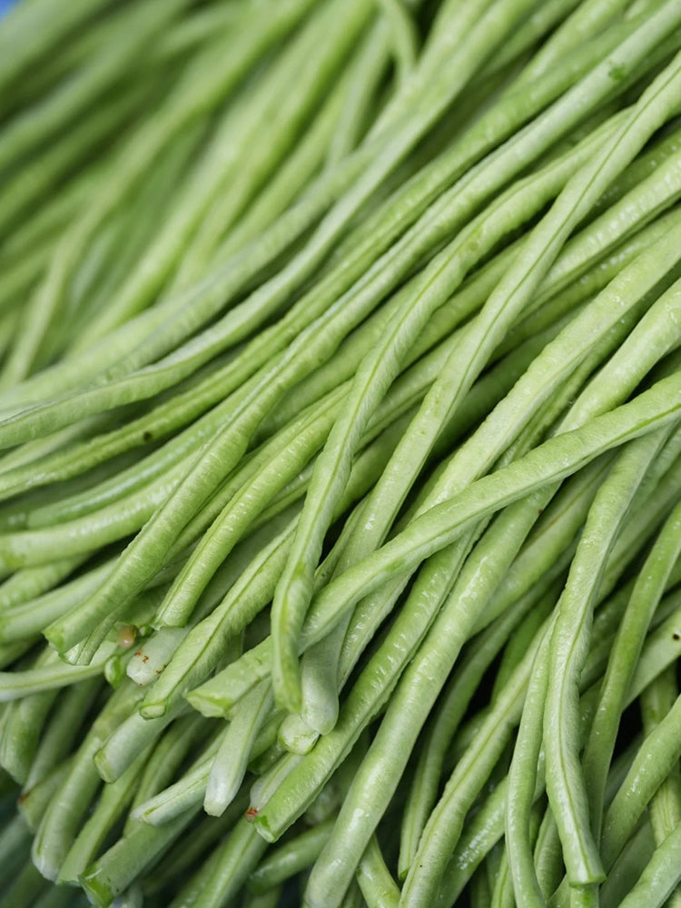 Fengchan 168 Yardlong Bean