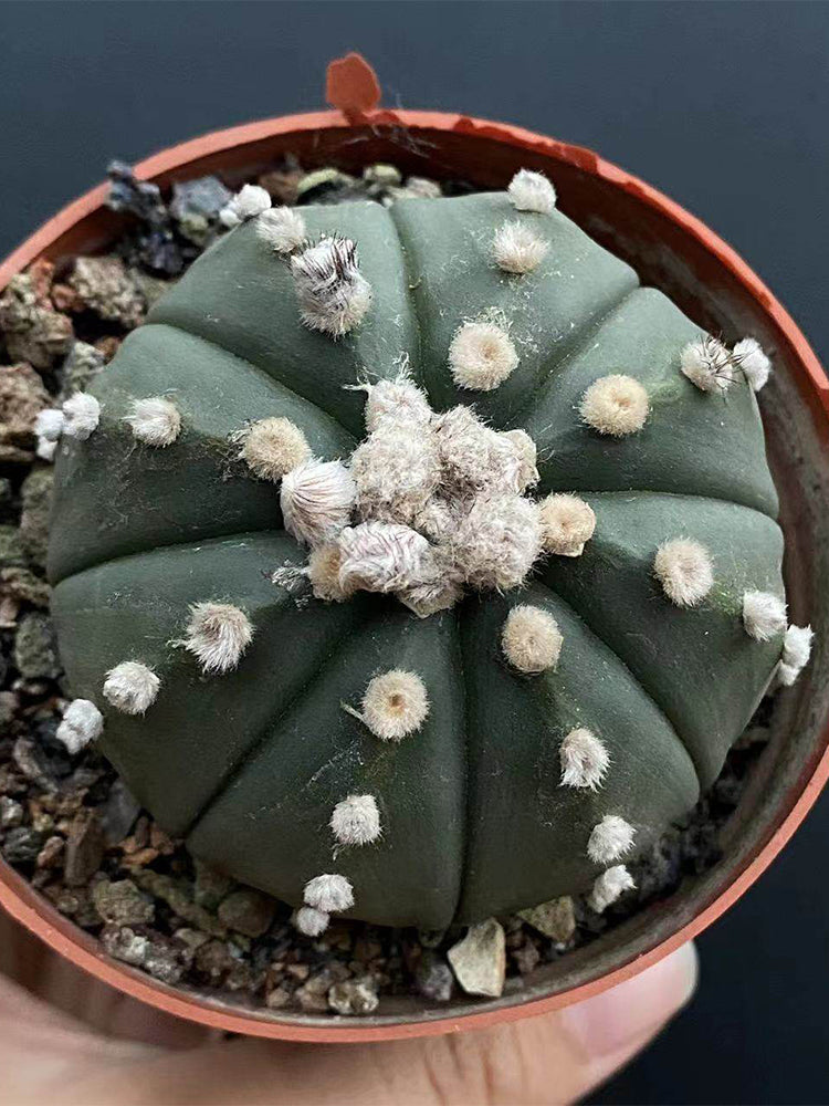 Astrophytum asterias