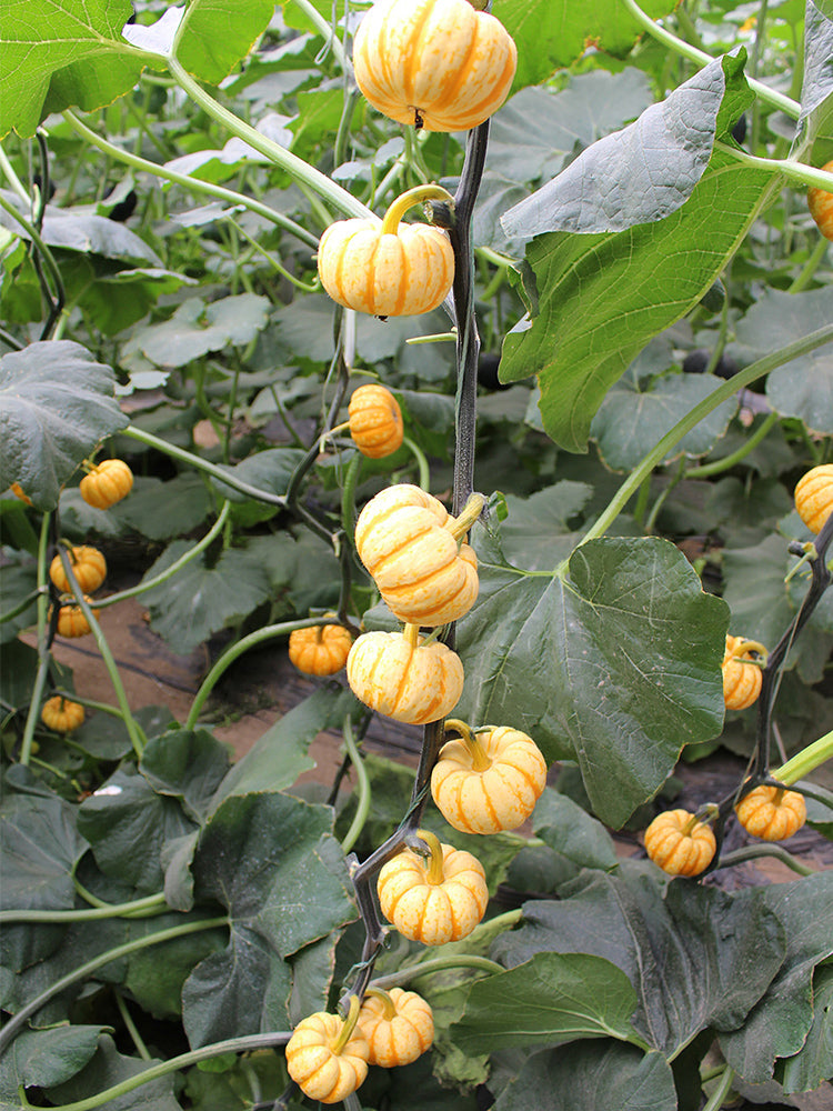 Yellow Beibei Pumpkins