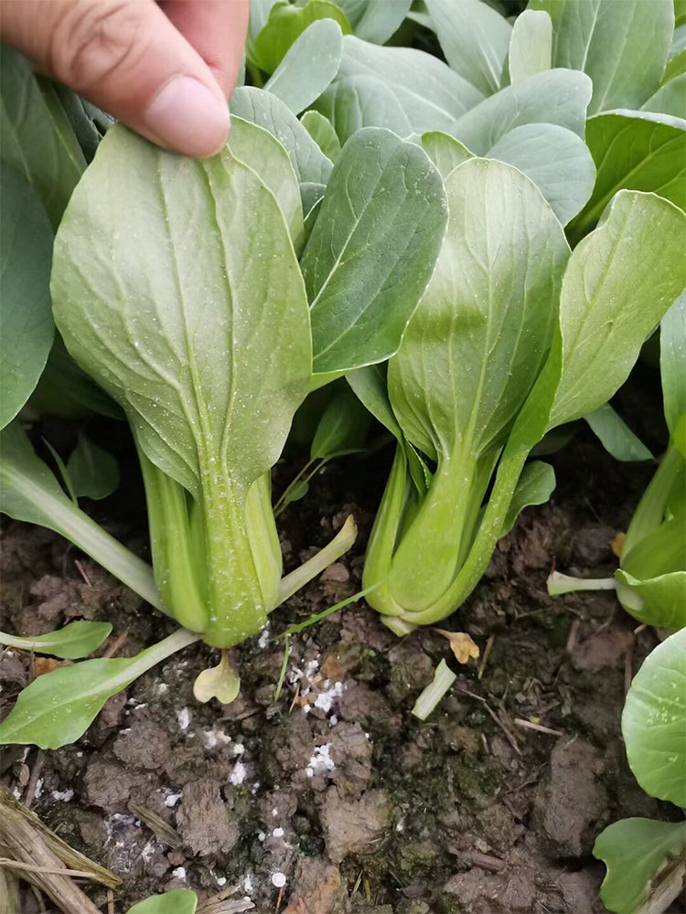 Demei Shanghai Bok Choy