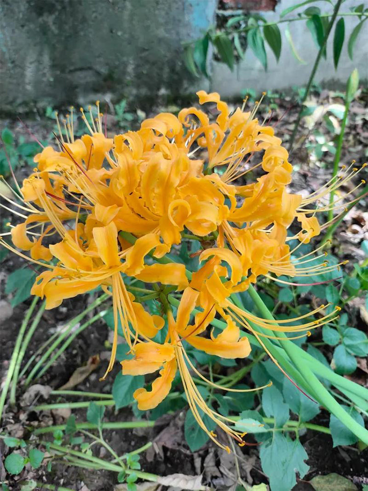 Yellow Spider Lily