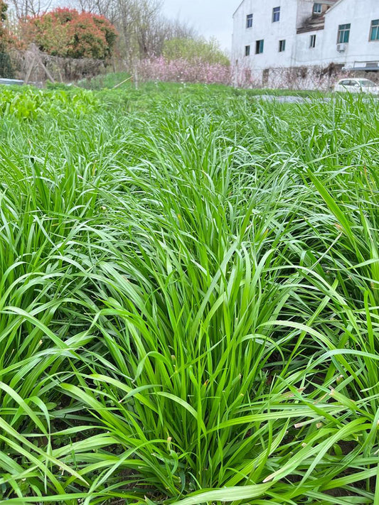 Fairy Green Perennial Ryegrass