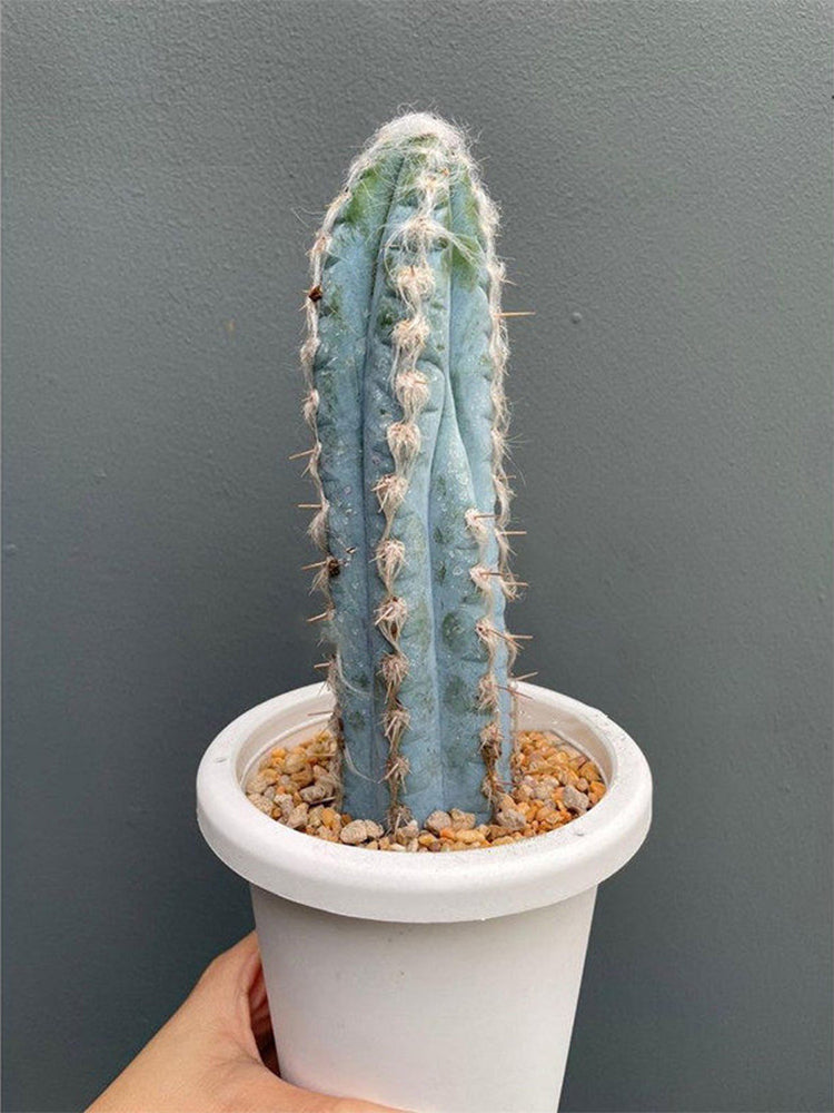 Pilosocereus azureus