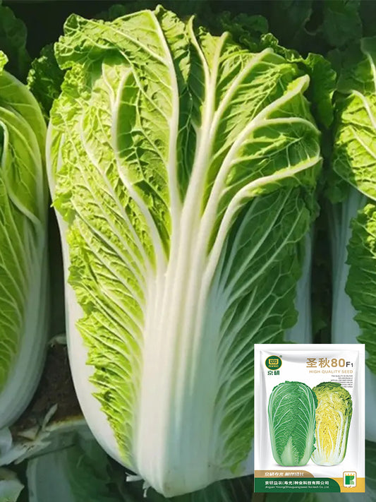 'Shengqiu 80' Chinese Cabbage