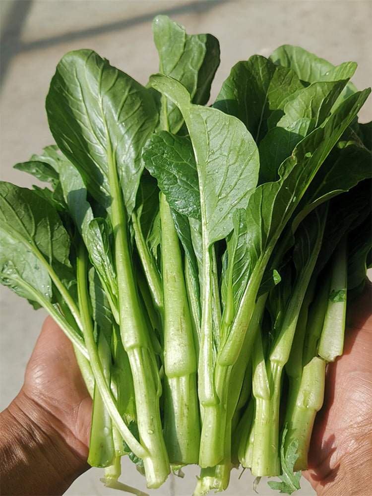 Green Tender Sweet Choy Sum