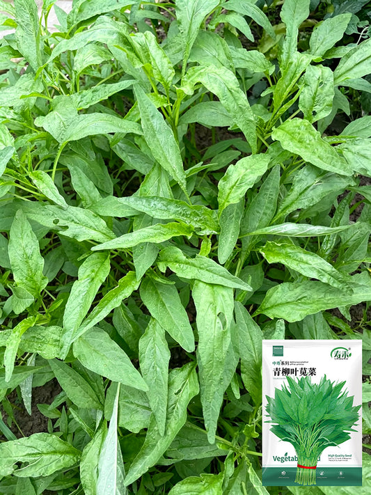 Green Willow Leaf Amaranth