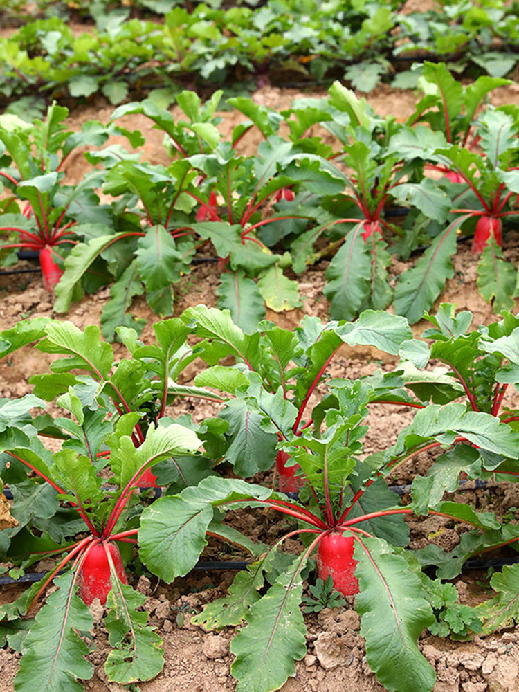 'Qishan Laobukang No.1' Water Radish