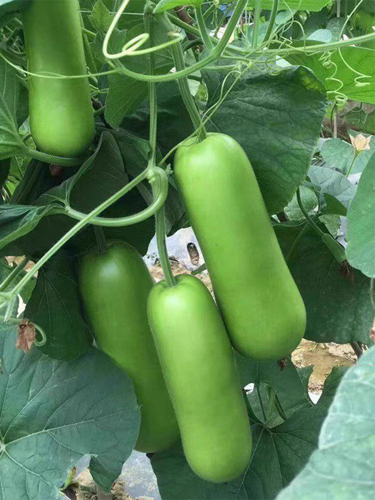 'Zhepu No.9' Bottle Gourds