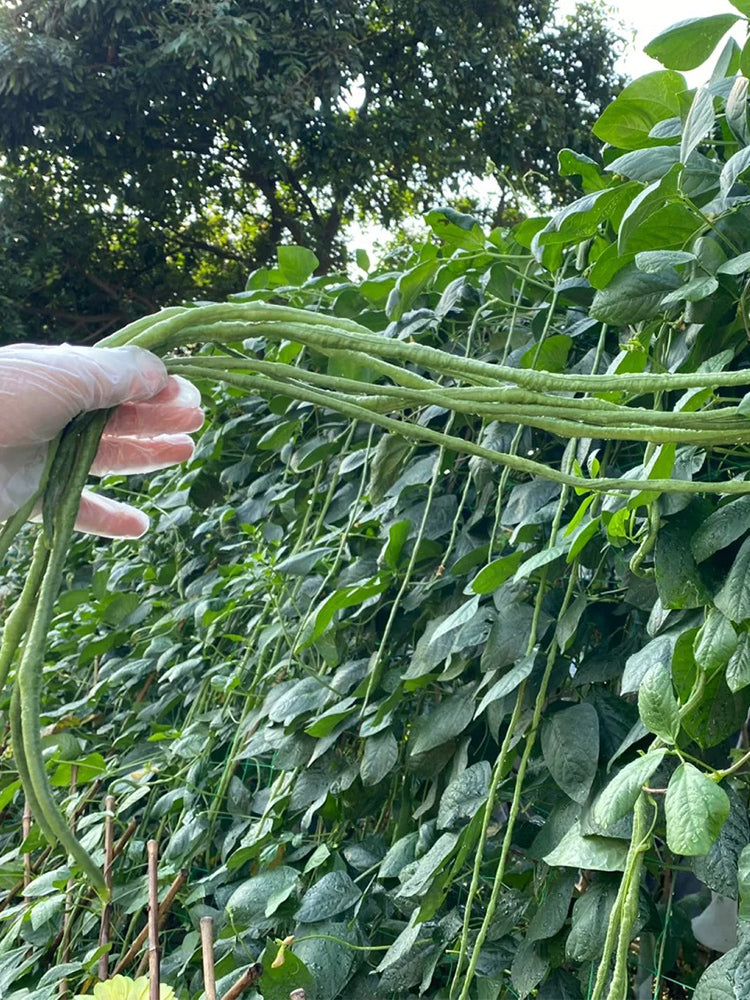 Three-foot Green Cowpea