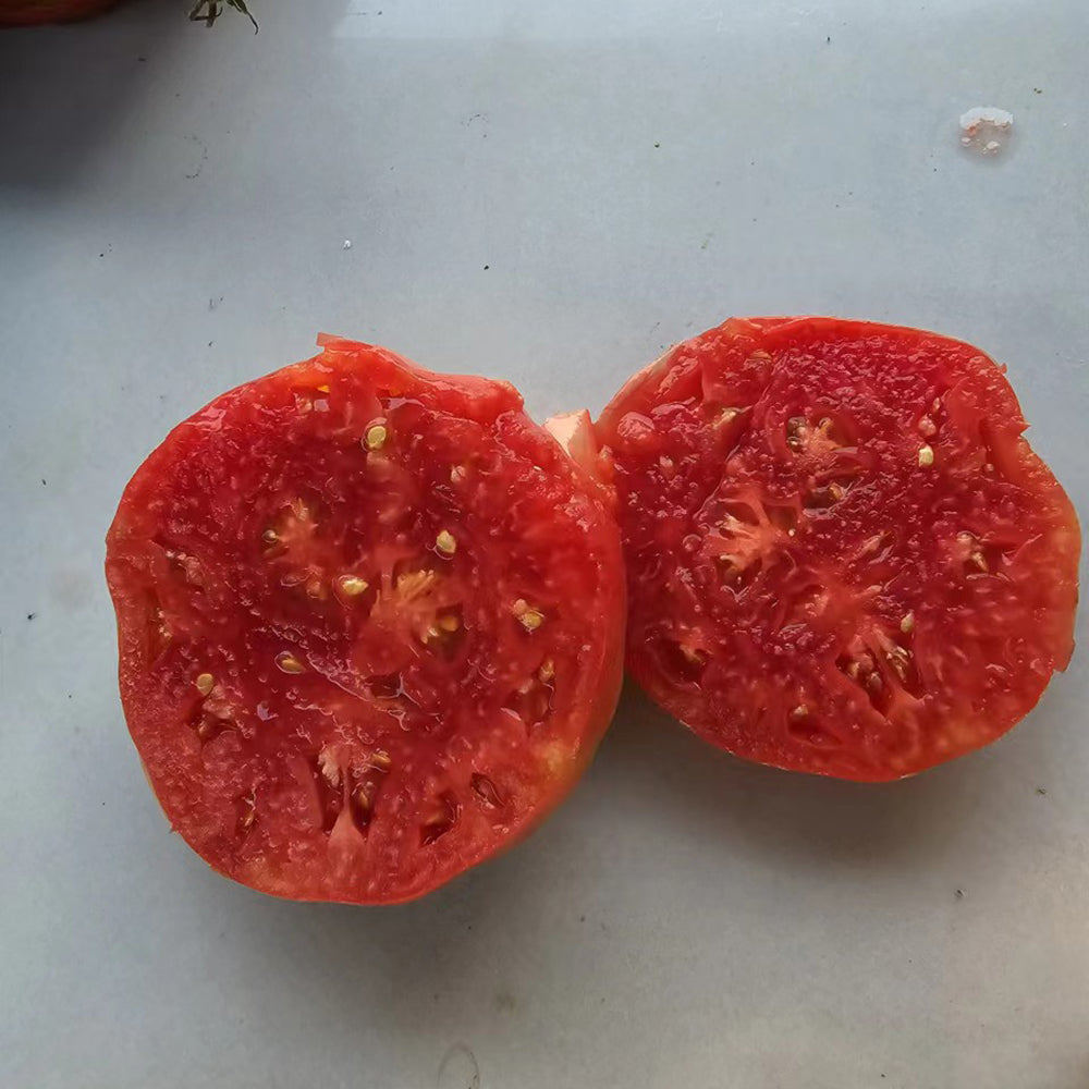 764 Aquarius Constellation Series Tomato